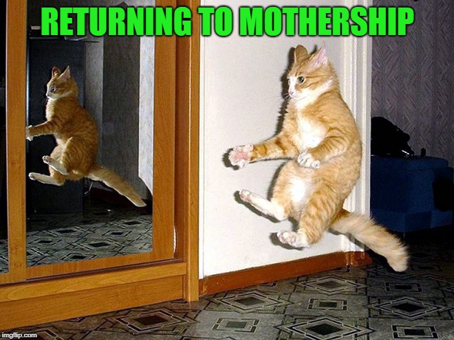 cats be like | RETURNING TO MOTHERSHIP | image tagged in returning to mothership,cat | made w/ Imgflip meme maker