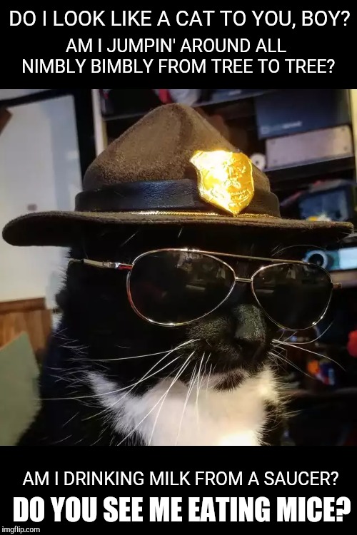 License and registration, meow | AM I JUMPIN' AROUND ALL NIMBLY BIMBLY FROM TREE TO TREE? DO I LOOK LIKE A CAT TO YOU, BOY? AM I DRINKING MILK FROM A SAUCER? DO YOU SEE ME EATING MICE? | image tagged in memes,cats,super troopers,cops | made w/ Imgflip meme maker