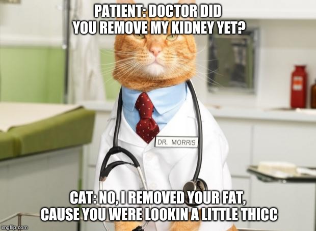 Cat Doctor | PATIENT: DOCTOR DID YOU REMOVE MY KIDNEY YET? CAT: NO, I REMOVED YOUR FAT, CAUSE YOU WERE LOOKIN A LITTLE THICC | image tagged in cat doctor | made w/ Imgflip meme maker