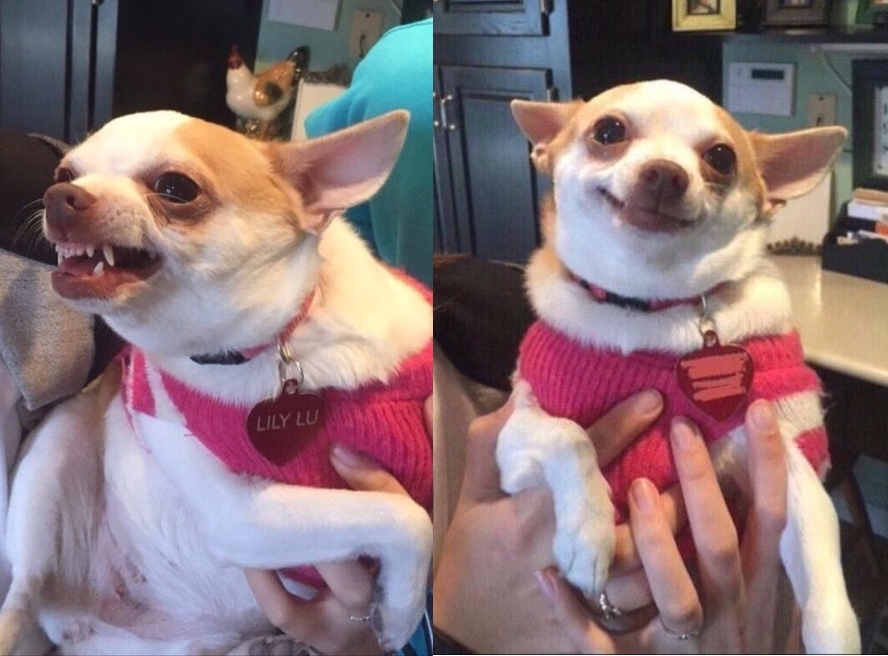Repentant Chihuahua Blank Meme Template