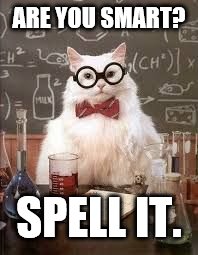 SMART CAT | ARE YOU SMART? SPELL IT. | image tagged in smart cat | made w/ Imgflip meme maker