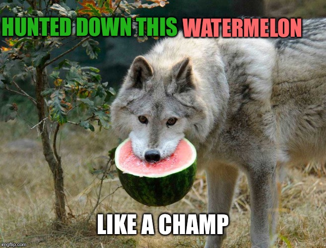 Like a.... | HUNTED DOWN THIS; WATERMELON; LIKE A CHAMP | image tagged in wolf,watermelon,hunted,champ,omnivore | made w/ Imgflip meme maker