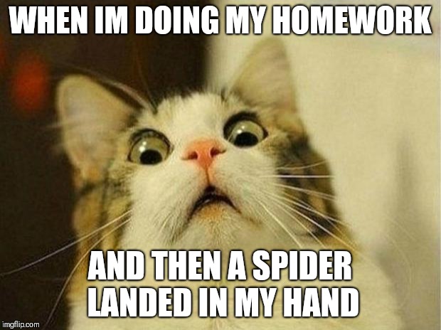 Scared Cat Meme | WHEN IM DOING MY HOMEWORK; AND THEN A SPIDER LANDED IN MY HAND | image tagged in memes,scared cat | made w/ Imgflip meme maker