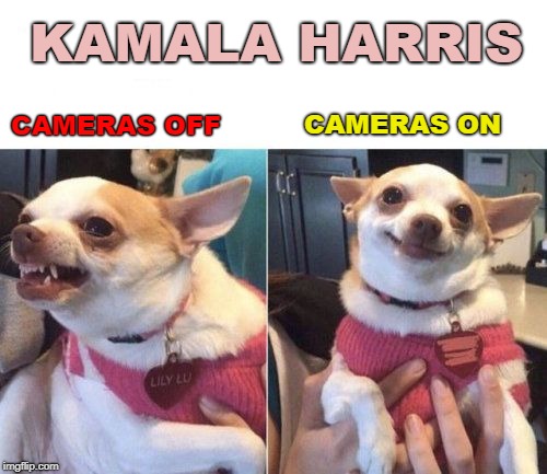 angry chihuahua happy chihuahua | KAMALA HARRIS; CAMERAS ON; CAMERAS OFF | image tagged in angry chihuahua happy chihuahua | made w/ Imgflip meme maker