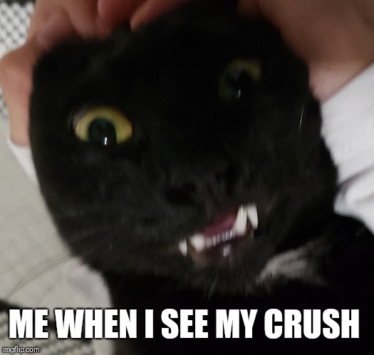 ME WHEN I SEE MY CRUSH | image tagged in cats,teeth,ugly | made w/ Imgflip meme maker