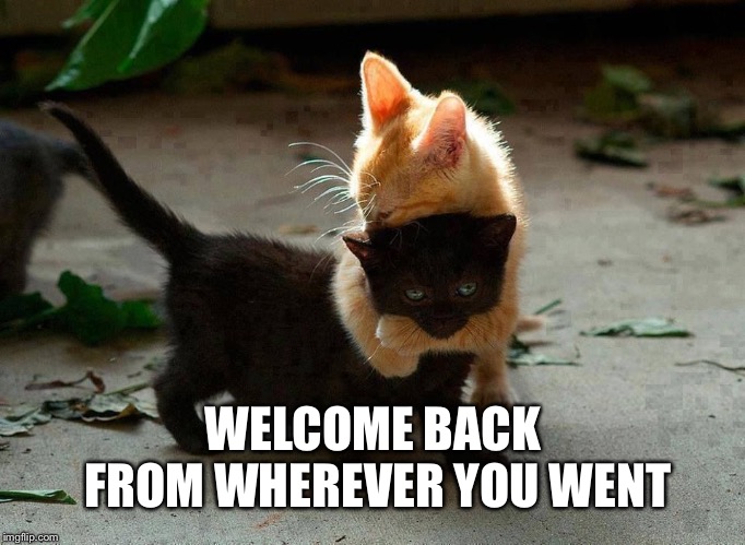 kitten hug | WELCOME BACK FROM WHEREVER YOU WENT | image tagged in kitten hug | made w/ Imgflip meme maker