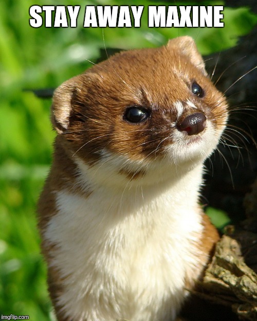 Weasel | STAY AWAY MAXINE | image tagged in weasel | made w/ Imgflip meme maker