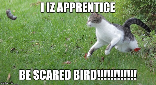 Warrior cat meme | I IZ APPRENTICE; BE SCARED BIRD!!!!!!!!!!!! | image tagged in warrior cat meme | made w/ Imgflip meme maker