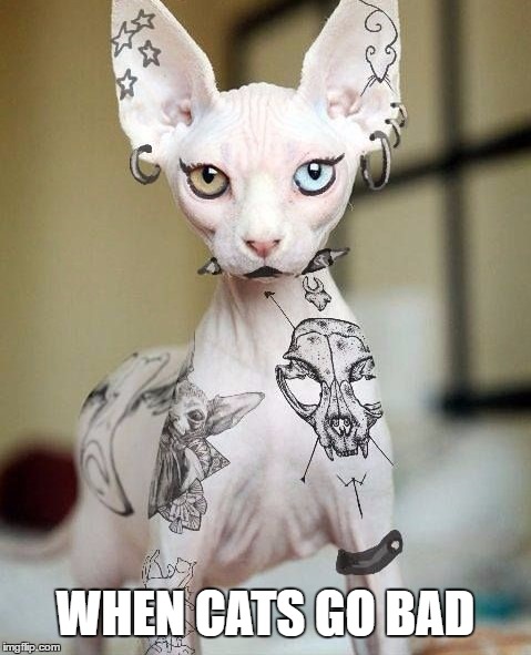 Check meowt all you want. | WHEN CATS GO BAD | image tagged in cats,tattoos | made w/ Imgflip meme maker
