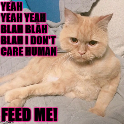YEAH YEAH YEAH BLAH BLAH BLAH I DON'T CARE HUMAN; FEED ME! | image tagged in i don't care | made w/ Imgflip meme maker