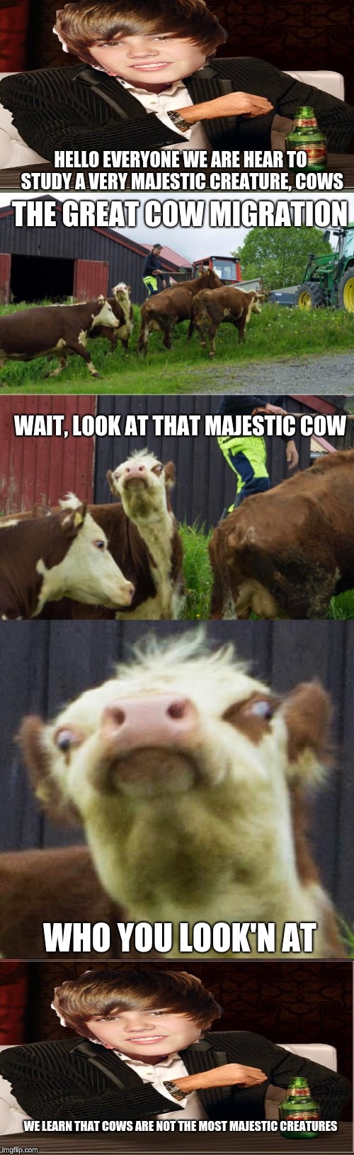 Bad pun cow  | HELLO EVERYONE WE ARE HEAR TO STUDY A VERY MAJESTIC CREATURE, COWS; THE GREAT COW MIGRATION; WAIT, LOOK AT THAT MAJESTIC COW; WHO YOU LOOK'N AT; WE LEARN THAT COWS ARE NOT THE MOST MAJESTIC CREATURES | image tagged in bad pun cow | made w/ Imgflip meme maker