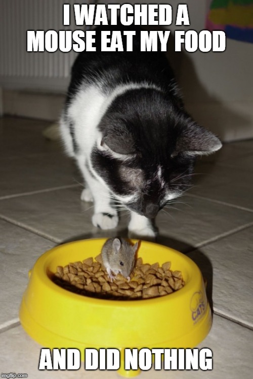 cat watching | I WATCHED A MOUSE EAT MY FOOD; AND DID NOTHING | image tagged in cat | made w/ Imgflip meme maker