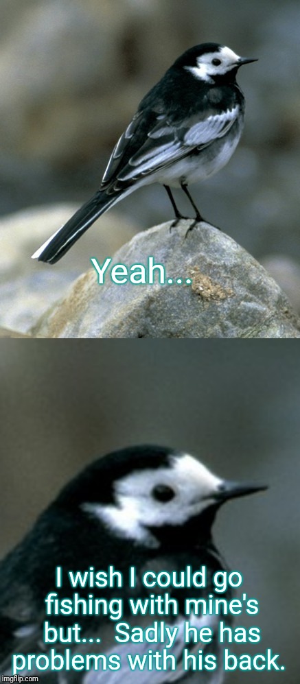 Clinically Depressed Pied Wagtail | Yeah... I wish I could go fishing with mine's but...  Sadly he has problems with his back. | image tagged in clinically depressed pied wagtail | made w/ Imgflip meme maker