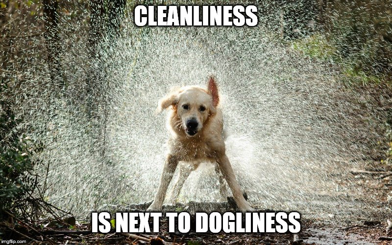 wet dog | CLEANLINESS; IS NEXT TO DOGLINESS | image tagged in wet dog | made w/ Imgflip meme maker