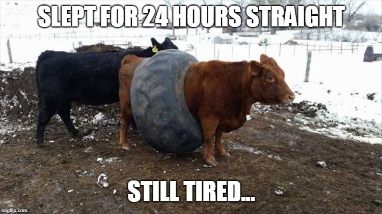 this cow needs some xanax | SLEPT FOR 24 HOURS STRAIGHT; STILL TIRED... | image tagged in tired,cow,cows,so tired | made w/ Imgflip meme maker