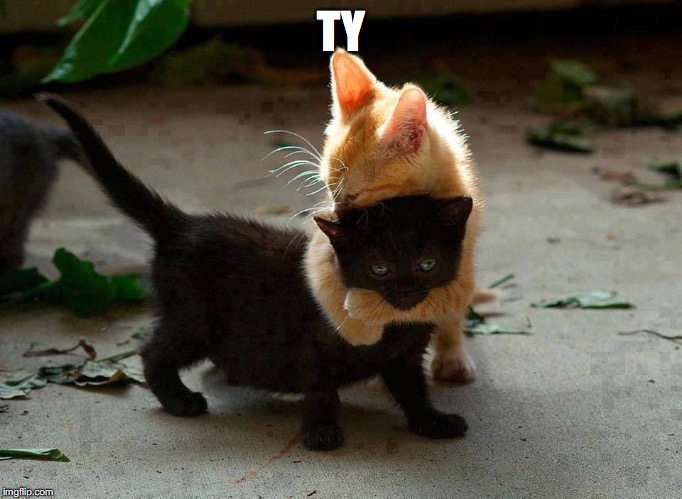 kitten hug | TY | image tagged in kitten hug | made w/ Imgflip meme maker