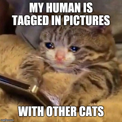 MY HUMAN IS TAGGED IN PICTURES; WITH OTHER CATS | image tagged in sad cat,betrayal | made w/ Imgflip meme maker