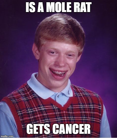 Bad Luck Brian Meme | IS A MOLE RAT; GETS CANCER | image tagged in memes,bad luck brian | made w/ Imgflip meme maker