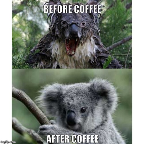 koala meme | image tagged in angry koala,koala,meanwhile in australia,australia,funny memes | made w/ Imgflip meme maker