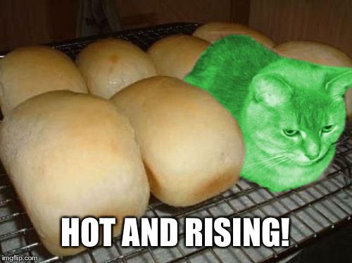 Loaf RayCat | HOT AND RISING! | image tagged in loaf raycat | made w/ Imgflip meme maker