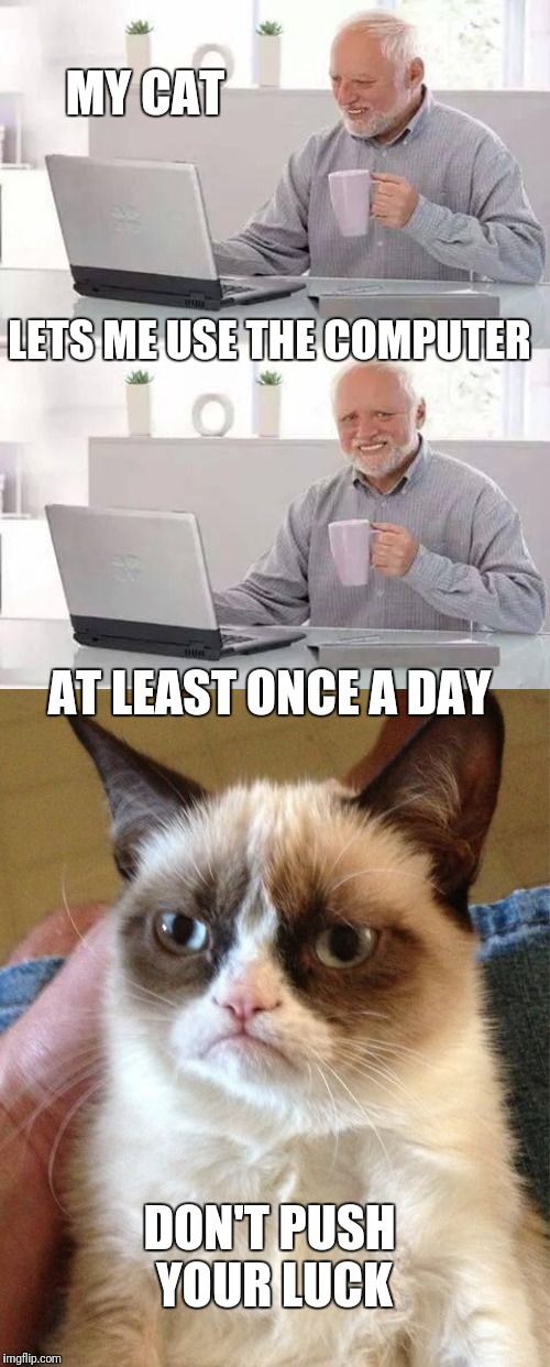 House rules |  MY CAT; LETS ME USE THE COMPUTER; AT LEAST ONCE A DAY; DON'T PUSH YOUR LUCK | image tagged in memes,grumpy cat,hide the pain harold,computer,new rules | made w/ Imgflip meme maker