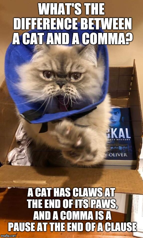 Jackal | WHAT'S THE DIFFERENCE BETWEEN A CAT AND A COMMA? A CAT HAS CLAWS AT THE END OF ITS PAWS, AND A COMMA IS A PAUSE AT THE END OF A CLAUSE | image tagged in cat memes,cats,i love cats,curious cat | made w/ Imgflip meme maker