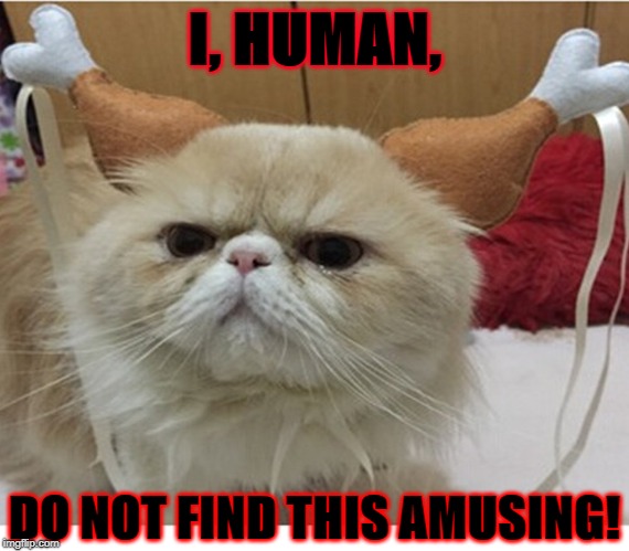 UNAMUSED CAT | I, HUMAN, DO NOT FIND THIS AMUSING! | image tagged in unamused cat | made w/ Imgflip meme maker