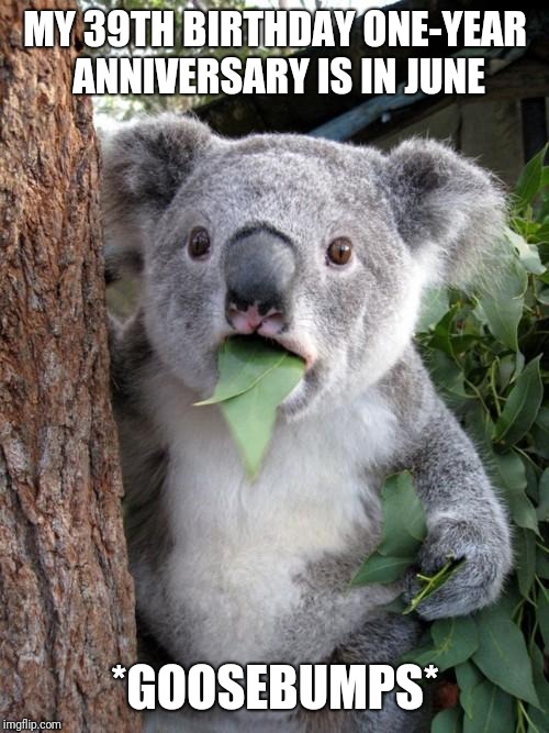 Surprised Koala Meme | MY 39TH BIRTHDAY ONE-YEAR ANNIVERSARY IS IN JUNE *GOOSEBUMPS* | image tagged in memes,surprised koala | made w/ Imgflip meme maker