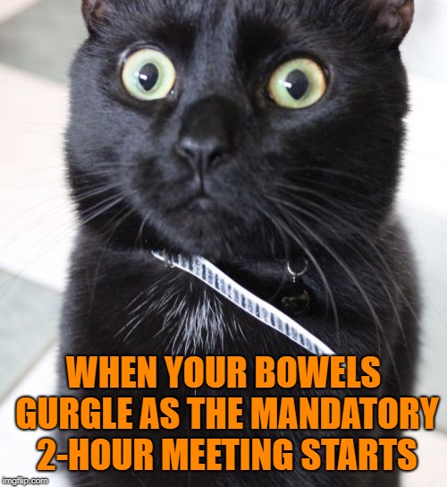 Please let the meeting end on time, or I will lose my sh- | WHEN YOUR BOWELS GURGLE AS THE MANDATORY 2-HOUR MEETING STARTS | image tagged in memes,woah kitty,toilet humor,funny,long meetings | made w/ Imgflip meme maker