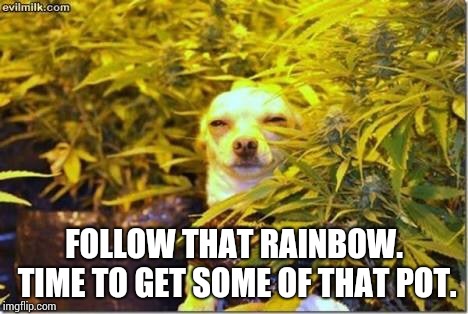 High dog | FOLLOW THAT RAINBOW. TIME TO GET SOME OF THAT POT. | image tagged in high dog | made w/ Imgflip meme maker