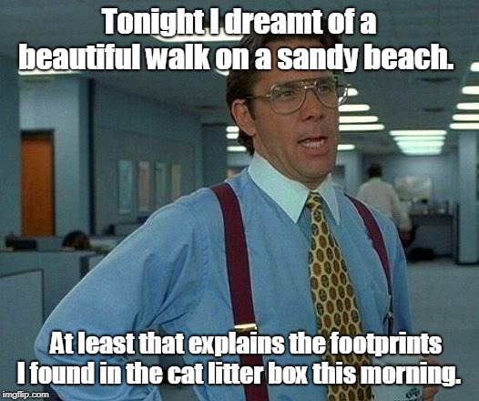 cat litter box | Tonight I dreamt of a beautiful walk on a sandy beach. At least that explains the footprints I found in the cat litter box this morning. | image tagged in memes | made w/ Imgflip meme maker