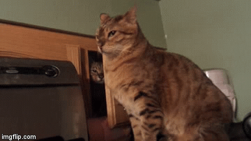 image tagged in gifs | made w/ Imgflip video-to-gif maker