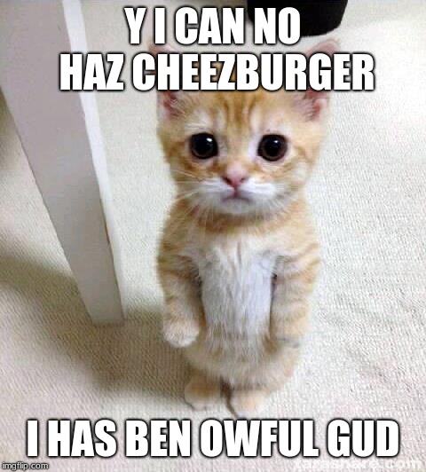 Cute Cat Wants a Cheezburger | Y I CAN NO HAZ CHEEZBURGER; I HAS BEN OWFUL GUD | image tagged in memes,cute cat,i can has cheezburger cat,cheezburger,kitten,lolcats | made w/ Imgflip meme maker