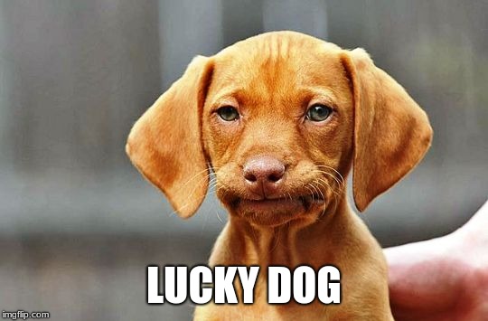 Frowning Dog | LUCKY DOG | image tagged in frowning dog | made w/ Imgflip meme maker