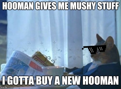 I Should Buy A Boat Cat | HOOMAN GIVES ME MUSHY STUFF; I GOTTA BUY A NEW HOOMAN | image tagged in memes,i should buy a boat cat | made w/ Imgflip meme maker