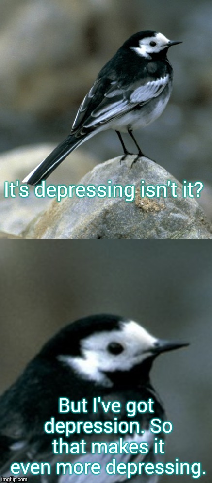 Clinically Depressed Pied Wagtail | It's depressing isn't it? But I've got depression. So that makes it even more depressing. | image tagged in clinically depressed pied wagtail | made w/ Imgflip meme maker