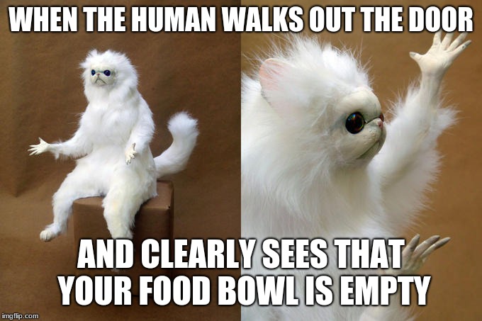 Persian Cat Room Guardian | WHEN THE HUMAN WALKS OUT THE DOOR; AND CLEARLY SEES THAT YOUR FOOD BOWL IS EMPTY | image tagged in memes,persian cat room guardian | made w/ Imgflip meme maker