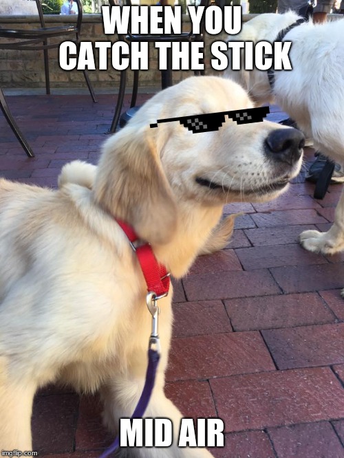 Smug Dog | WHEN YOU CATCH THE STICK; MID AIR | image tagged in smug dog | made w/ Imgflip meme maker