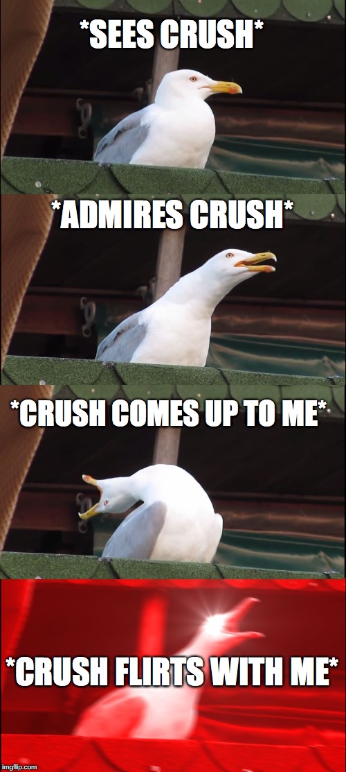Inhaling Seagull | *SEES CRUSH*; *ADMIRES CRUSH*; *CRUSH COMES UP TO ME*; *CRUSH FLIRTS WITH ME* | image tagged in memes,inhaling seagull | made w/ Imgflip meme maker