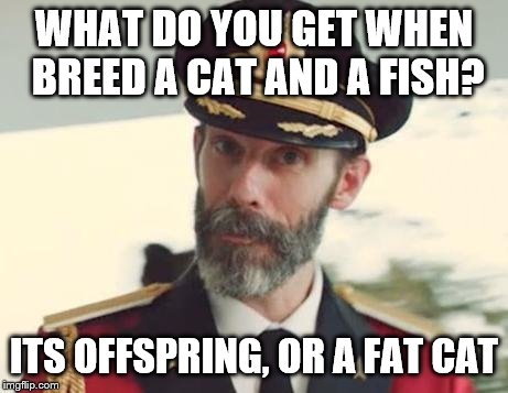 Captain Obvious | WHAT DO YOU GET WHEN BREED A CAT AND A FISH? ITS OFFSPRING, OR A FAT CAT | image tagged in captain obvious | made w/ Imgflip meme maker