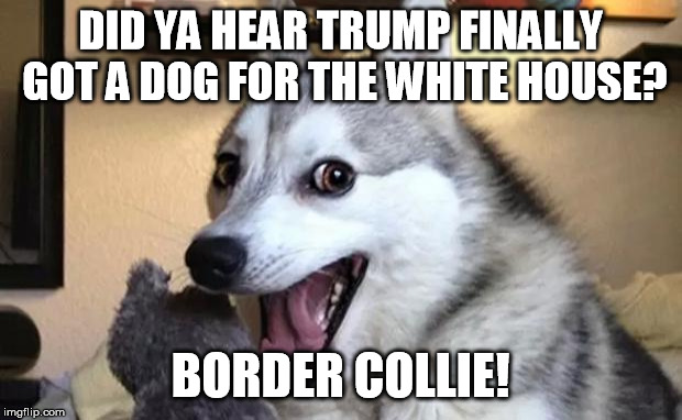 Pun dog - husky | DID YA HEAR TRUMP FINALLY GOT A DOG FOR THE WHITE HOUSE? BORDER COLLIE! | image tagged in pun dog - husky | made w/ Imgflip meme maker