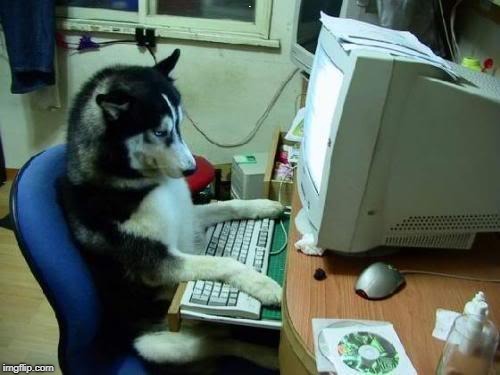 dog on computer | A | image tagged in dog on computer | made w/ Imgflip meme maker