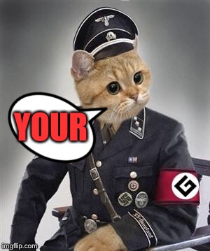 Grammar Nazi Cat | YOUR | image tagged in grammar nazi cat | made w/ Imgflip meme maker