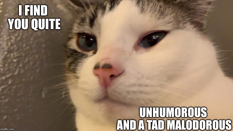 I FIND YOU QUITE; UNHUMOROUS AND A TAD MALODOROUS | image tagged in cats,insults | made w/ Imgflip meme maker