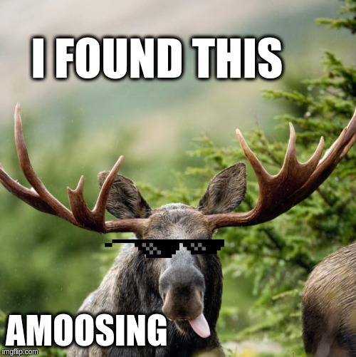 Moose | I FOUND THIS; AMOOSING | image tagged in moose | made w/ Imgflip meme maker