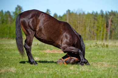 Defeated Horse Blank Meme Template