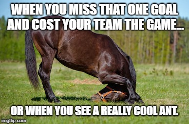 Head Down Horse | WHEN YOU MISS THAT ONE GOAL AND COST YOUR TEAM THE GAME... OR WHEN YOU SEE A REALLY COOL ANT. | image tagged in defeated horse,funny horse,sad horse,horse,horse meme | made w/ Imgflip meme maker