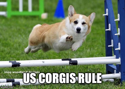awesome corgi andshit | US CORGIS RULE | image tagged in awesome corgi andshit | made w/ Imgflip meme maker