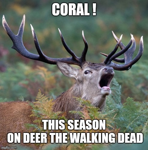 Zombie Deers! | CORAL ! THIS SEASON ON
DEER THE WALKING DEAD | image tagged in the walking dead | made w/ Imgflip meme maker