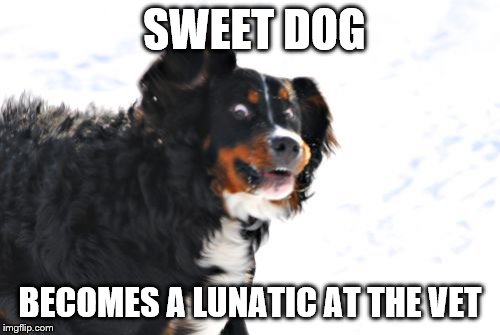 Crazy Dawg |  SWEET DOG; BECOMES A LUNATIC AT THE VET | image tagged in memes,crazy dawg | made w/ Imgflip meme maker